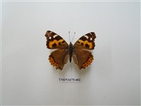 藏品(大紅蛺蝶)的圖片